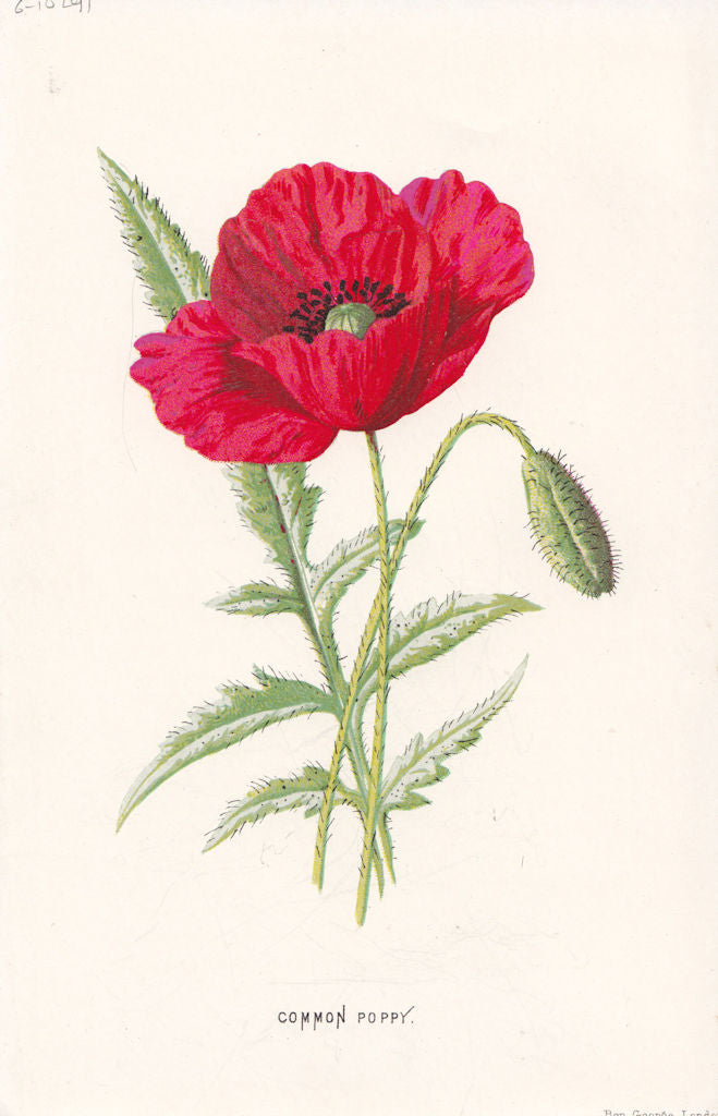 FLOWERS. Common Scarlet Poppy or Red-Weed c1895 old antique print picture